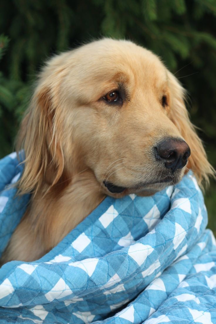 sad gold retriever