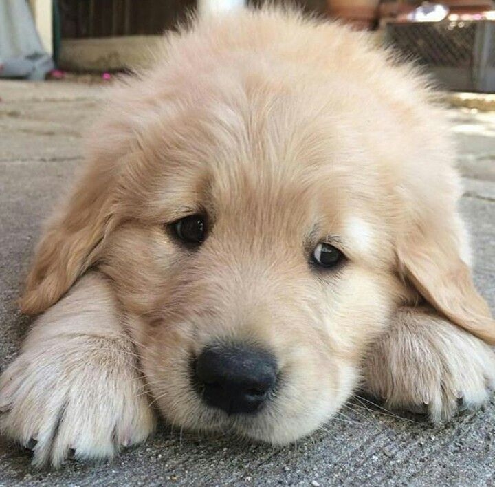 sad golden retriever