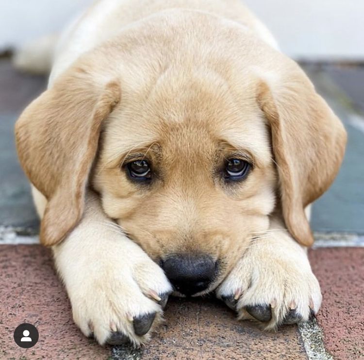 sad golden retriever