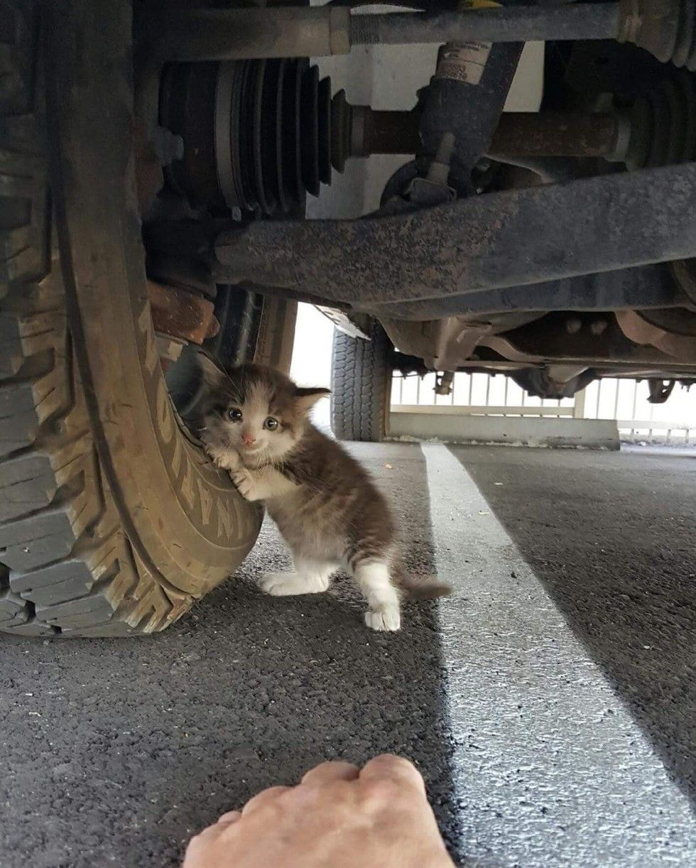 stray kitten