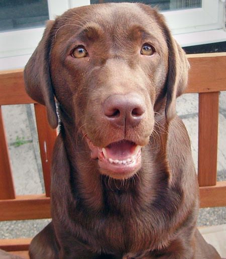 labrador dog shelter ginger