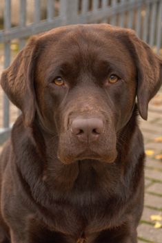 labrador brown