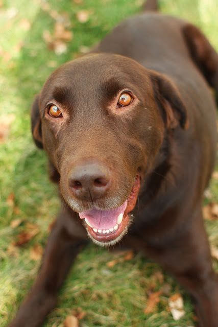 brown dog shelter labrador