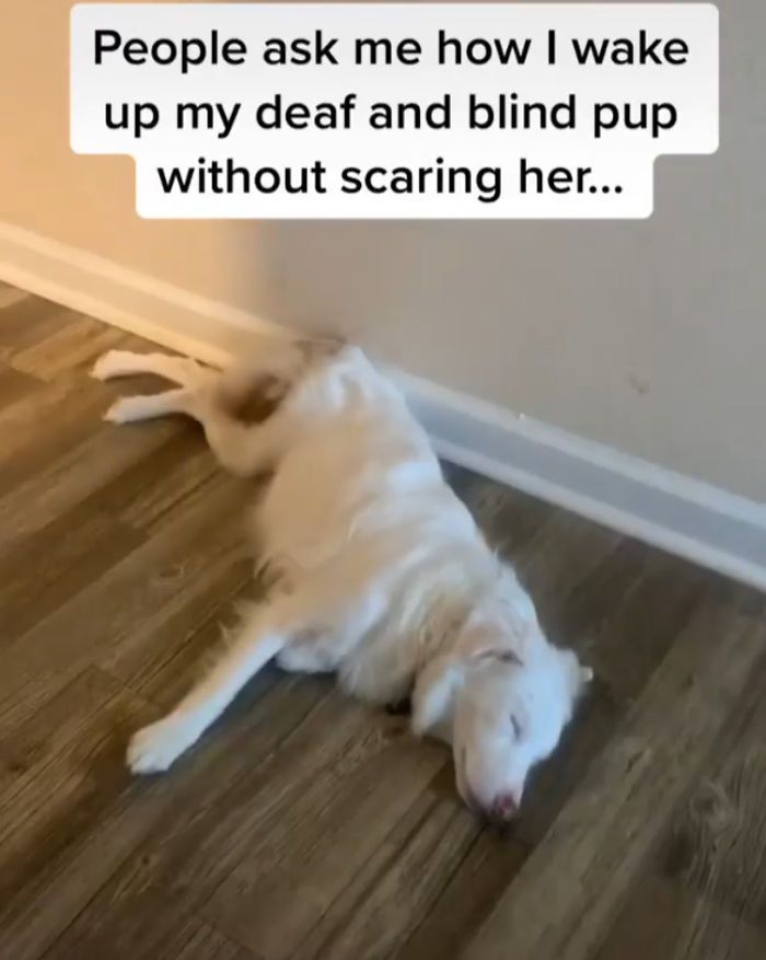 blind dog