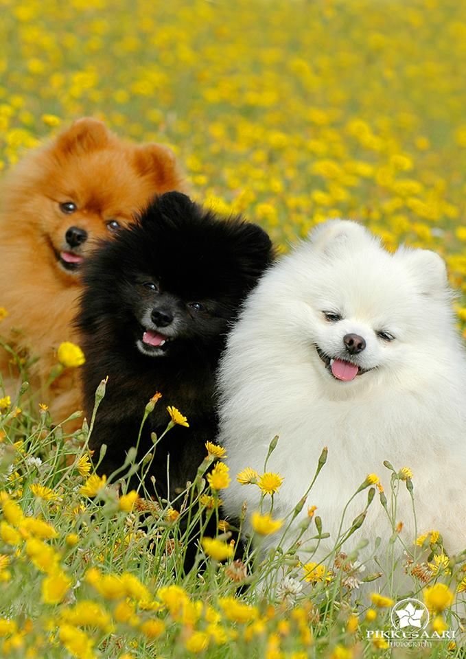 pomeranian dogs