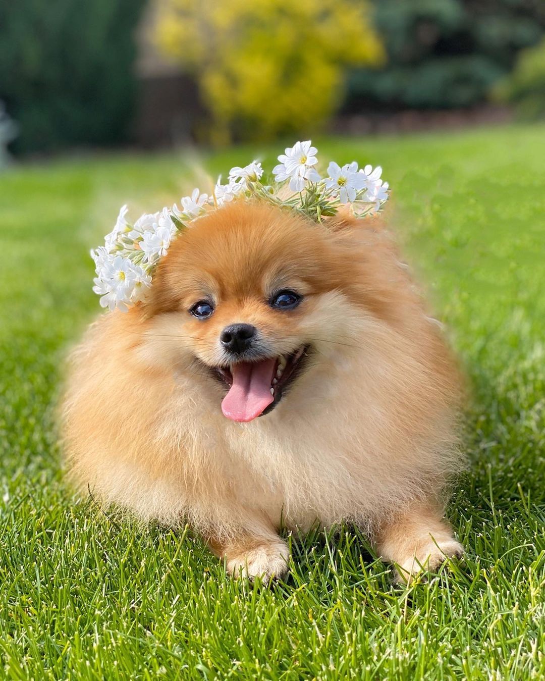 A Pomeranian Dog