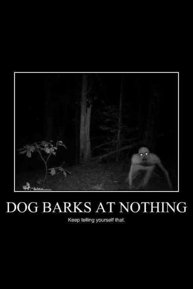 dogs barking at the night