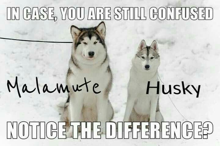 malamute and husky