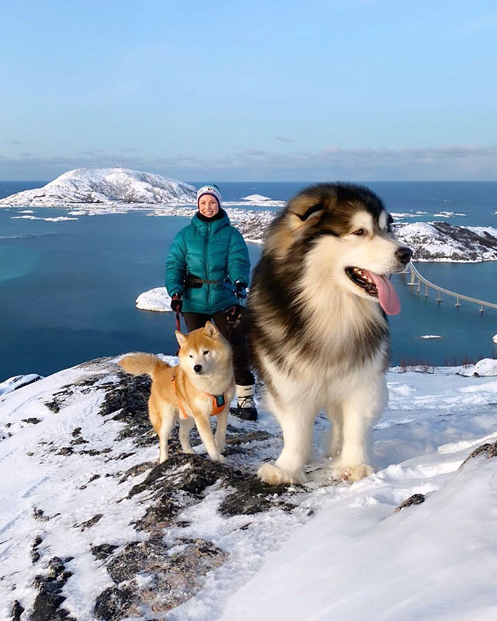 malamute