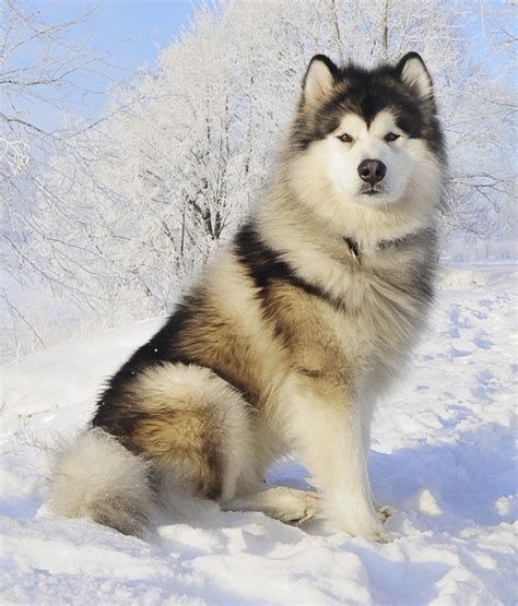 malamutes dogs