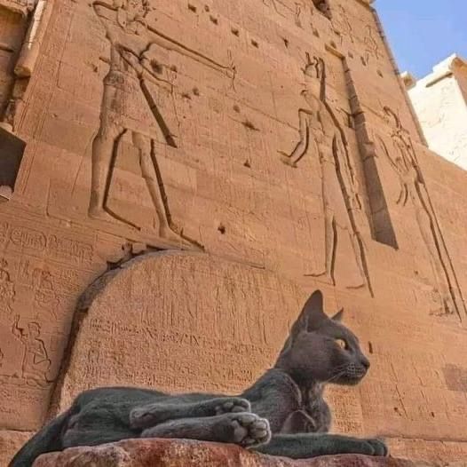 egypt with cats