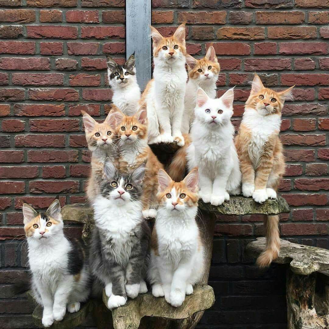 group of cats