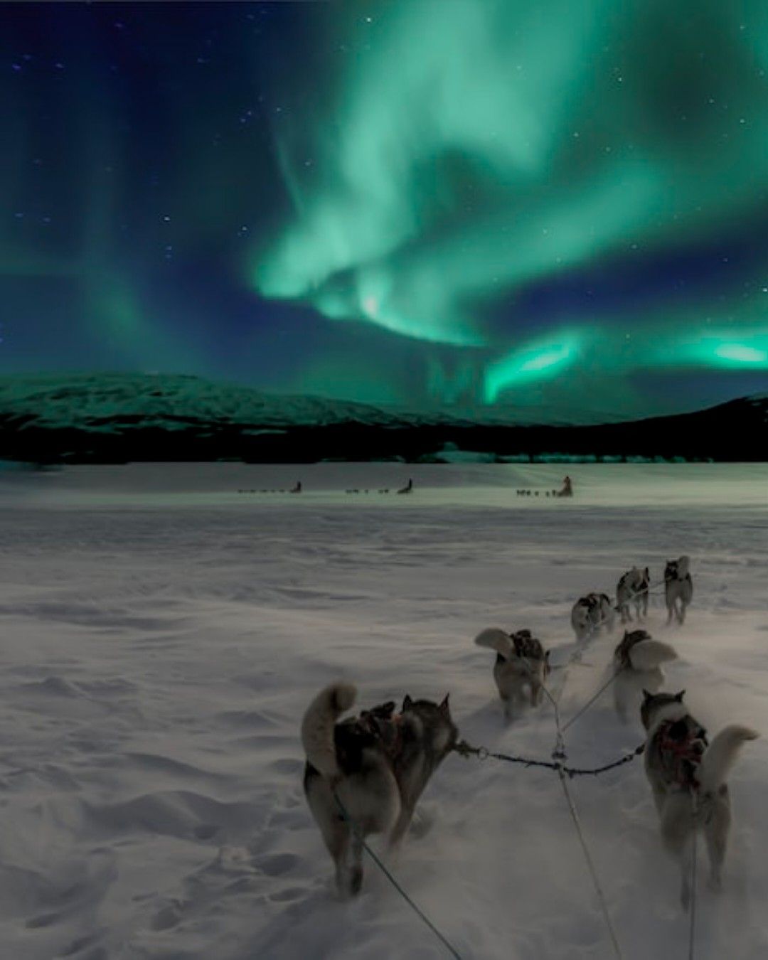 norway with dog and aurora