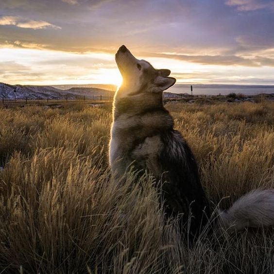 malamute under the sun