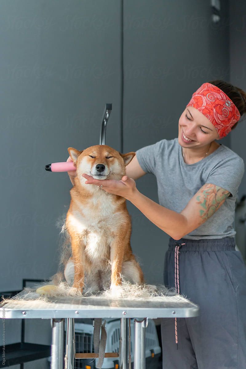 dog groomer