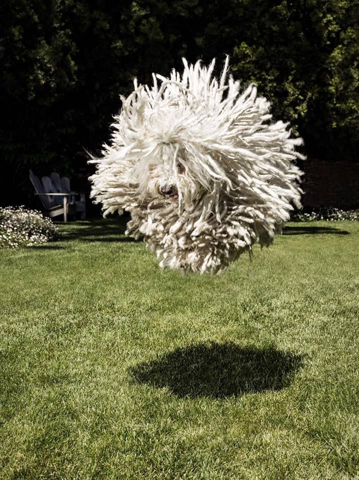 puli dog