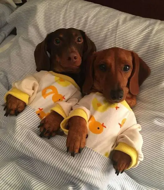 dachsund