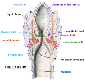 dogs vocal cord