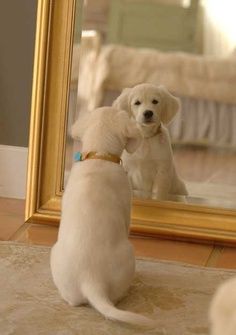 dog in front of the mirror