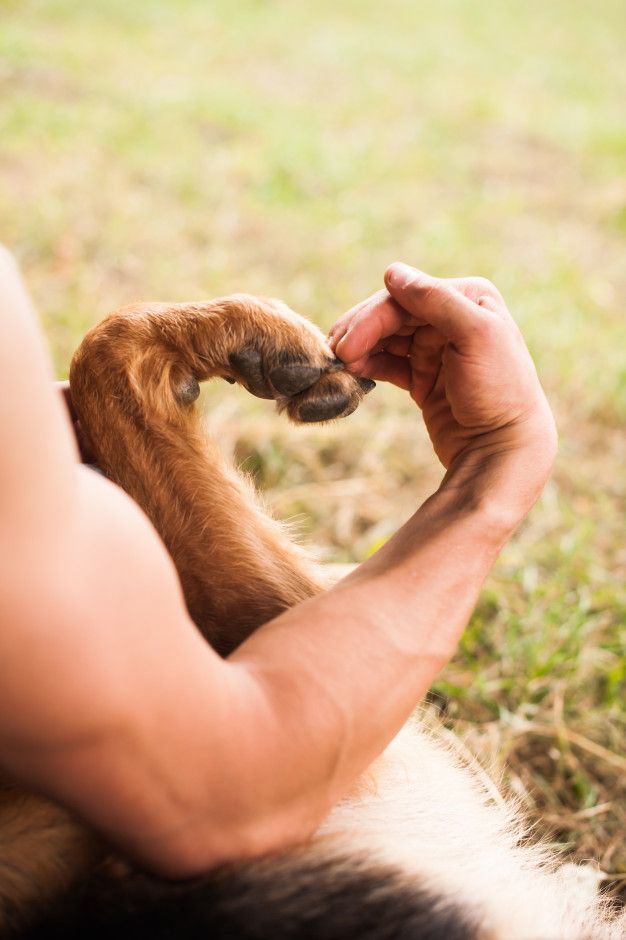 dog paw and human hand