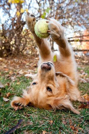 dog plays ball