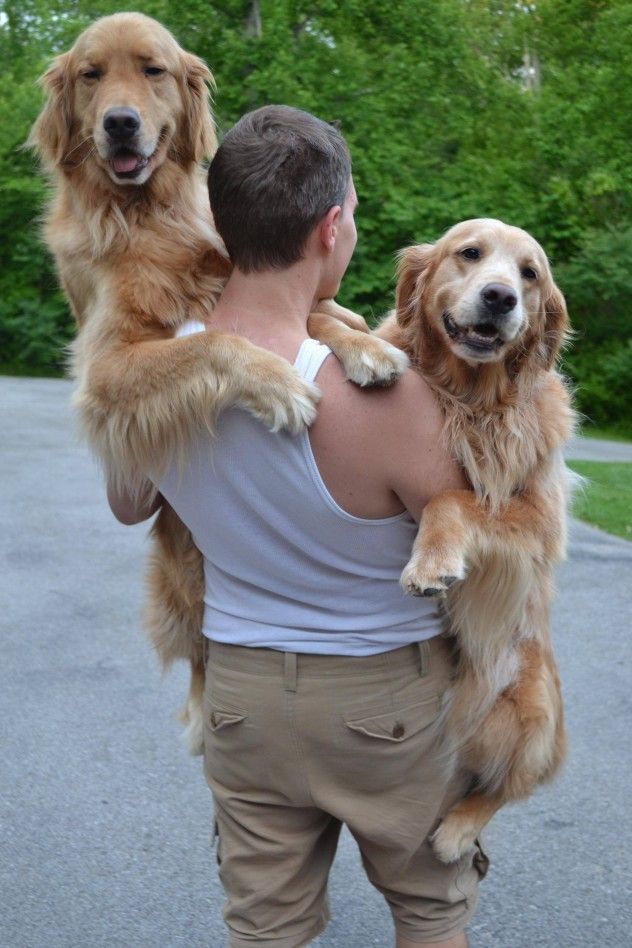 carrying dog like baby