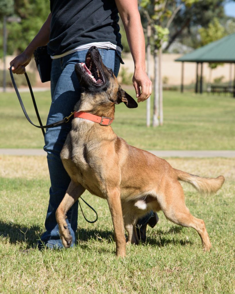 training dog