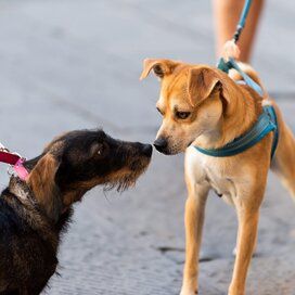 dogs sniffing