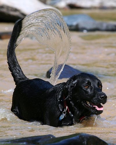 dogs tail wagging