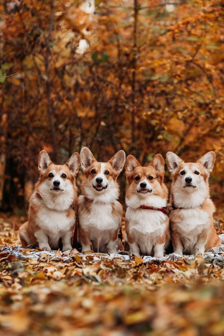 welsh corgi