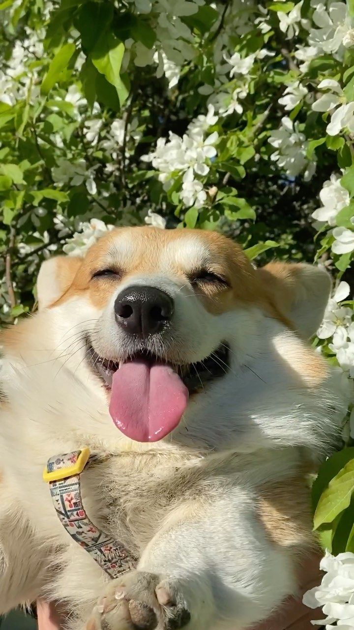 corgi