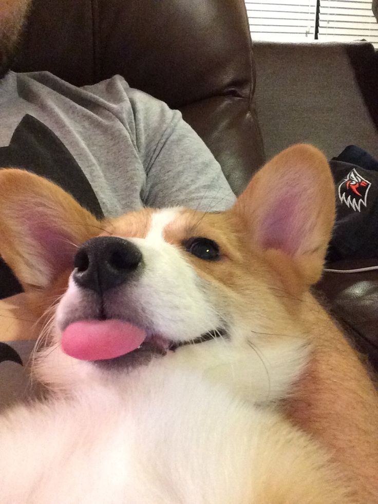 corgi