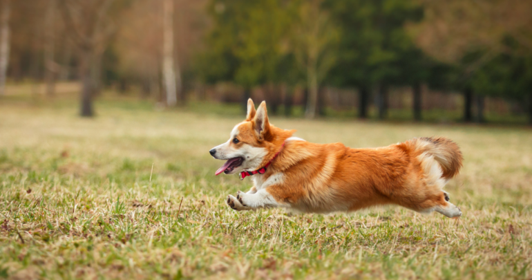 corgi running