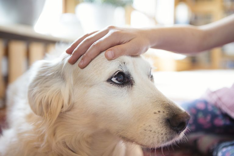 stroking the dog