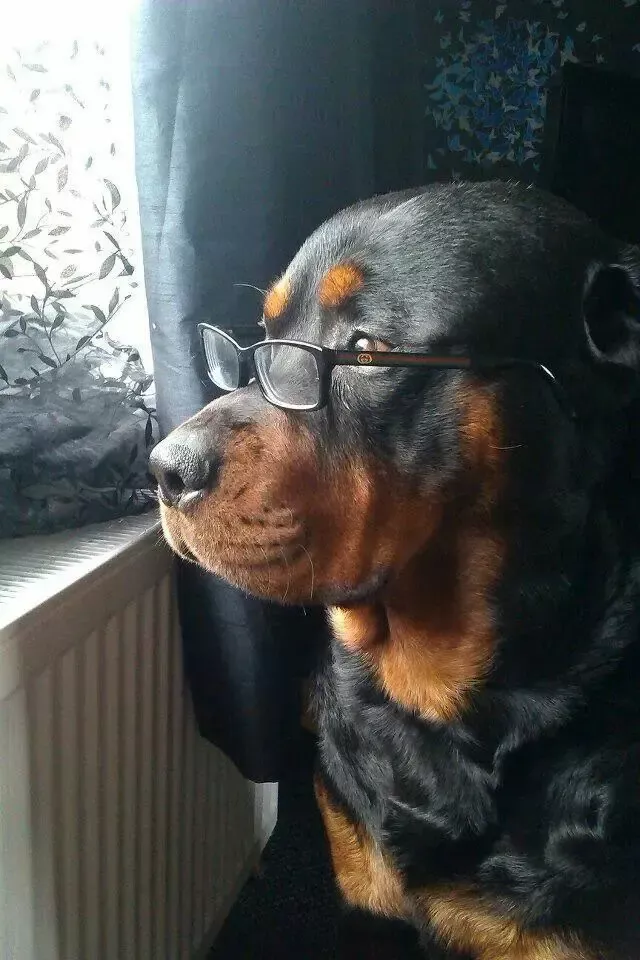 rottweiller