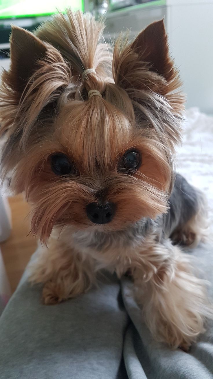 yorkshire terrier