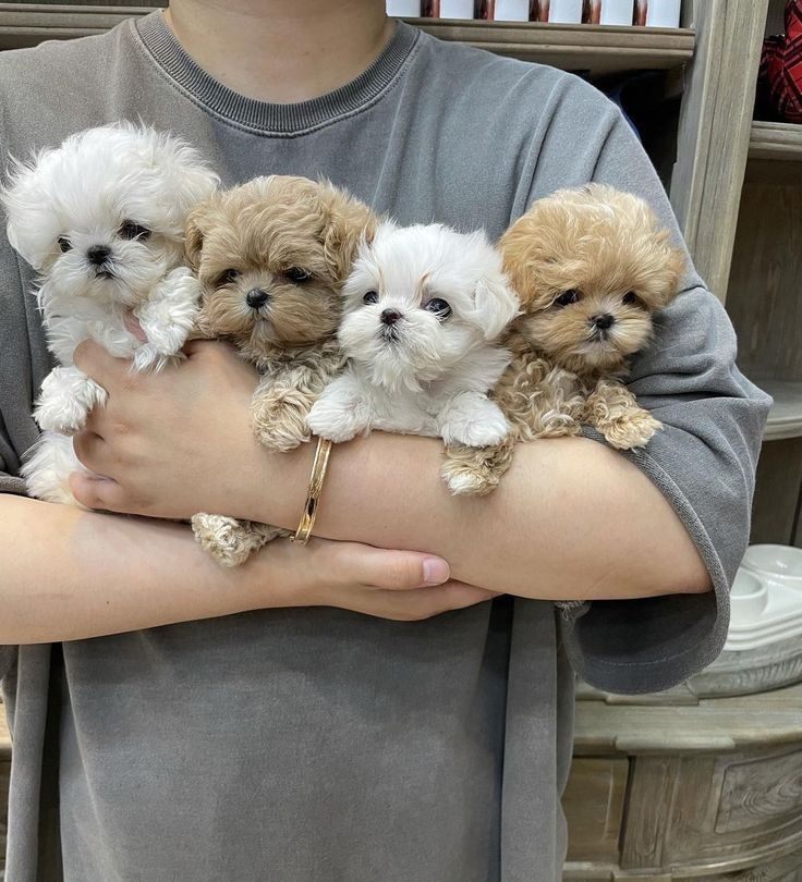 maltese and maltipoo