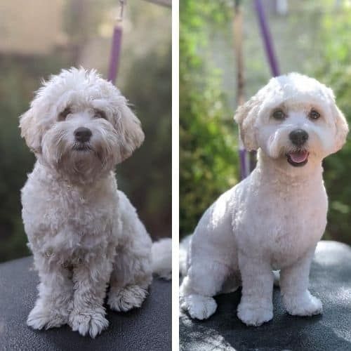 maltese and maltipoo