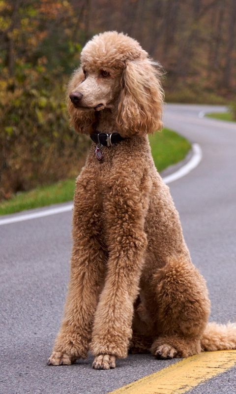 poodle