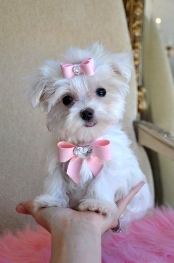 dressed maltese