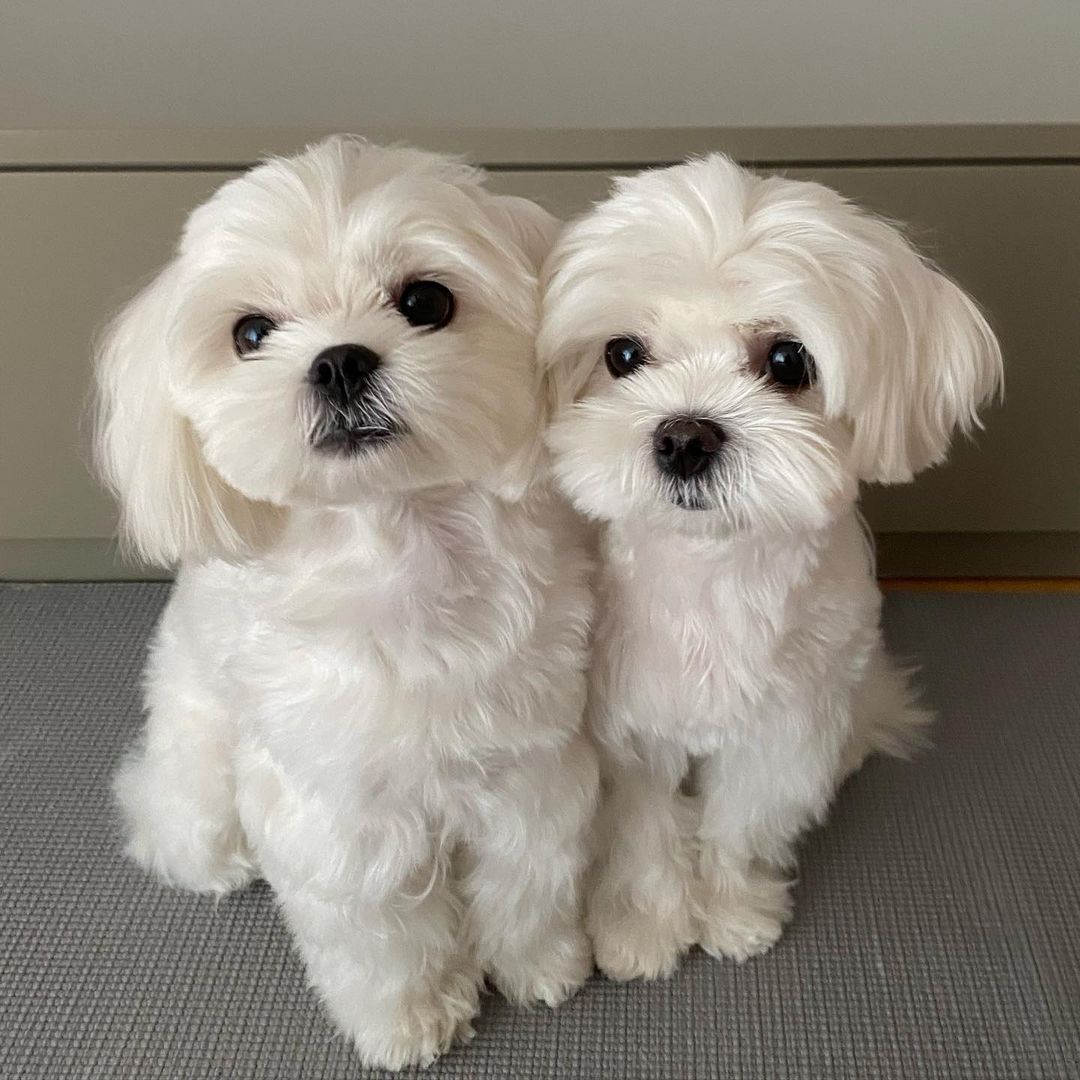 maltipoo and maltese