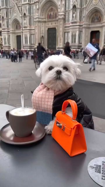 maltese dog and owner