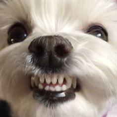 maltipoo and maltese