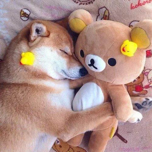 shiba inu