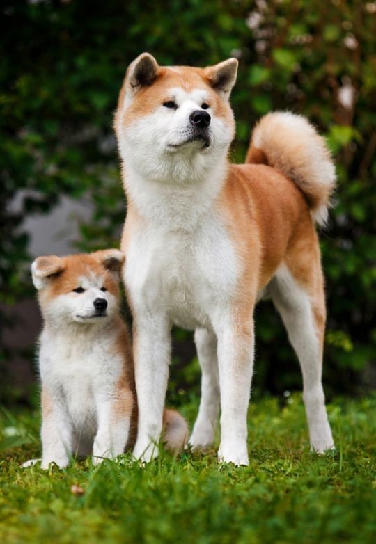 akita inu