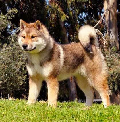 shikoku inu