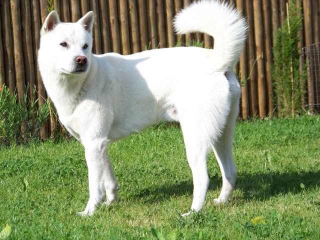 kishu inu