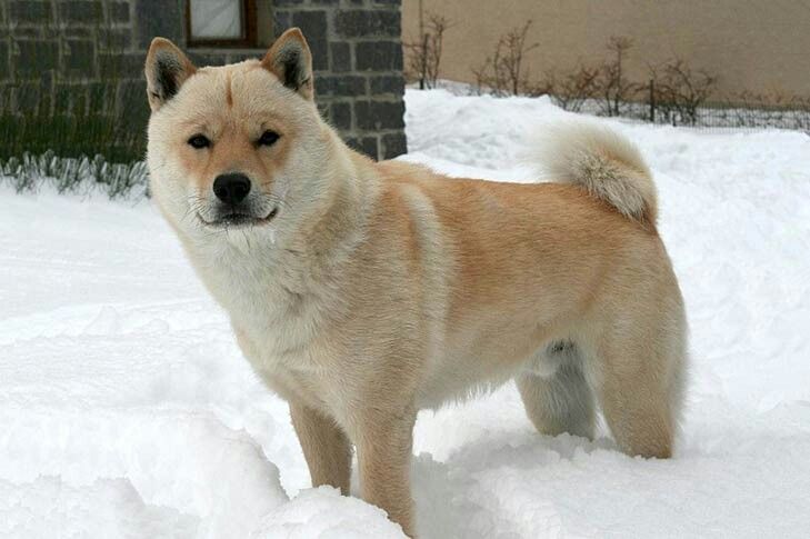 hokkaido inu