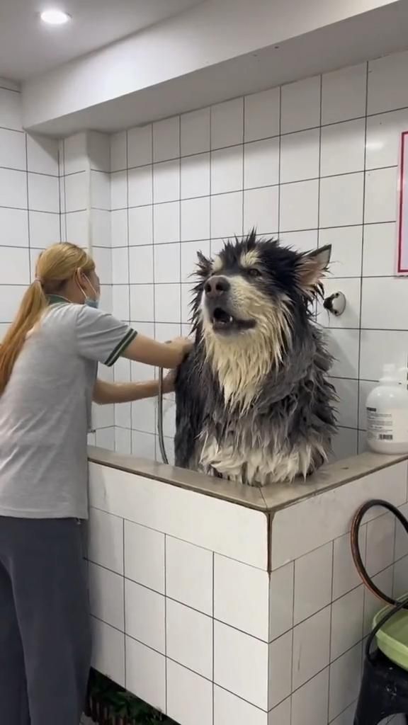 bathing dog