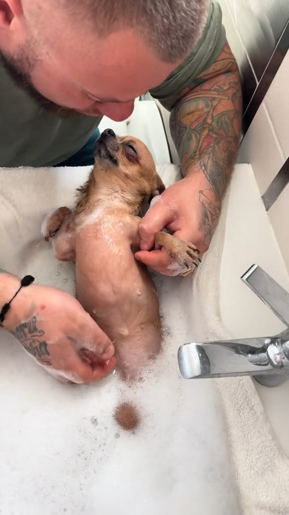 bathing dog